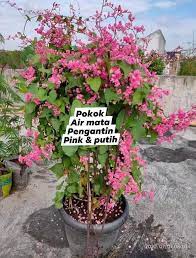 Ketinggian tidak melebihi 1.5 kaki. Pokok Bunga Air Mata Pengantin Alisha Alif Enterprise Facebook