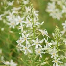 Image result for Ornithogalum pulchrum