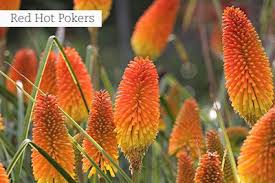 Image result for Plectranthus chimanimanensis