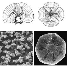 Image result for Ceratotheca integribracteata