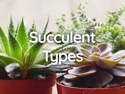 It falls into the usda hardiness zones 4 to 9. 20 Types Of Succulent Plants With Pictures Indoor Outdoor Plant Index