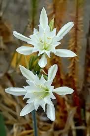 How to use sea change in a sentence. Pin On Flowers Their Meaning