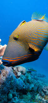 A Triggerfish In Australia S Great Barrier Reef Australia Holidays