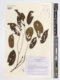 Image result for Xylia torreana