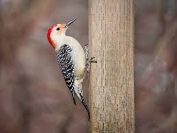 5,900+ Pecker Stock Photos, Pictures & Royalty-Free Images - iStock |  Woodpecker, Phallus
