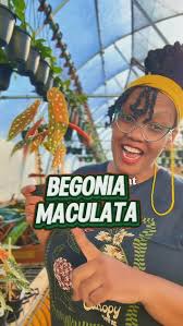 Image result for Brownleea maculata