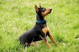 Miniature Pinscher Miniature Pinscher Dog Dog Breeds Miniature Pinscher