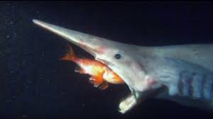 Goblin shark is a deadly shark that lurks in the deep sea. Goblin Shark Video Greenland Shark News Earth Earthsky