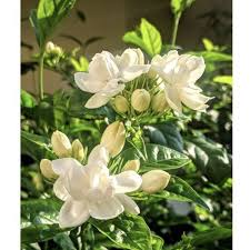 Check spelling or type a new query. Buy Pokok Bunga Melur Wangi Satu Taman Arabian Jasmine Pokok Bunga Melur Wangi Dengan Pasu Seetracker Malaysia