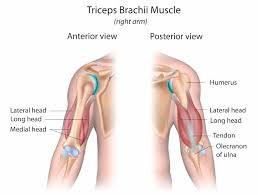 How to get bigger arms starts with this detailed blueprint for the keys to building huge arms with complete bicep and tricep workouts. 7 Best Long Head Tricep Exercises For Big Arms