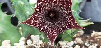 Image result for Huernia volkartii