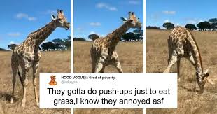This is how a giraffe eats grass. Apparently Giraffes Have To Splay Their Legs Wide Apart In Order To Munch On Grass And The Video Of It Is Going Viral Bored Panda