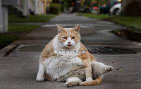 Makanya resep yang murah tapi bergizi ini sangat bisa dipakai untuk berbagai jenis daftar makanan kucing persia yang baik dan bagus agar cepat gemuk kami jelaskan disini. 10 Cara Membuat Kucing Cepat Gemuk Burungnya Com