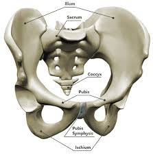 Pelvic experts delivering life changing results in orange county, california. Pelvic Floor Dysfunction Physical Therapy Treatment Nyc