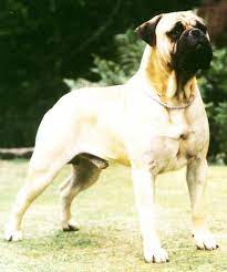 An Authoritative Piece On Bullmastiff Type By Breeder Judge Helene Nietsch Modern Molosser Www Modernmolosser Com Bull Mastiff Molosser Breeders