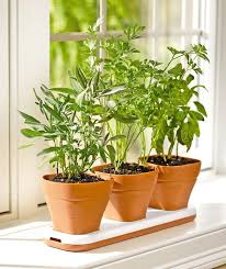 windowsill herb garden & grow