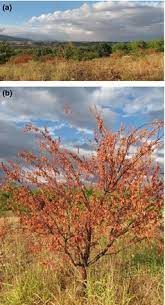 High incidence of crown and root rot symptoms caused by Phytophthora... |  Download Scientific Diagram