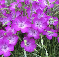 Image result for Agrostemma