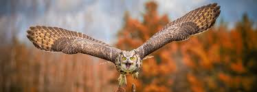 Owls are beautiful birds that feed on mice and other small rodents crawling in your yard. 7 Proven Ways To Attract Owls 2021 Bird Watching Hq