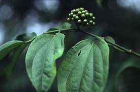 Image result for Piper guineense