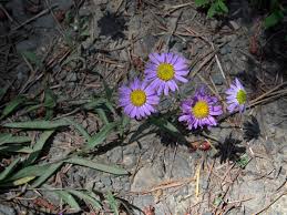 Image result for Eriospermum rautaneii