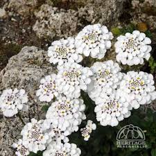 Candytuft Iberis Sempervirens Masterpiece Perennials Plants Plants That Like Shade