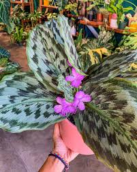 Image result for Kaempferia