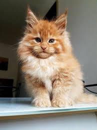 Maine coon cats are an affordable pedigreed addition to any household. Pin Na Doske Animals Kingdom