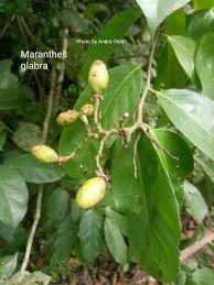 Image result for Landolphia glabra