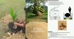 Maybe you would like to learn more about one of these? Cara Menanam Anak Kelapa Yang Betul My Info Berita