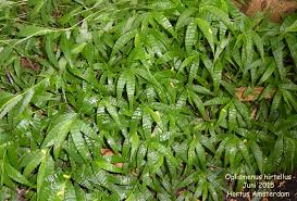 Image result for Oplismenus hirtellus