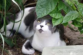 ‪Cats & Invasive Species - American Bird Conservancy‬‏