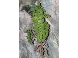 Image result for Adiantaceae