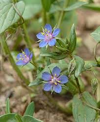 Image result for Lysimachia ruhmeriana