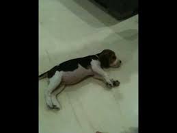 Our goal with beagle planet is to curate the most appropriate news, videos, and motivation for fans of beagles. 3 Months Old Beagle Training Youtube