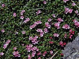 Image result for Galenia procumbens