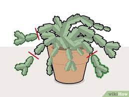 To fix it, water more frequently (but take care to avoid overwatering. How To Prune A Christmas Cactus 12 Steps With Pictures