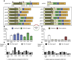 Sådan bruger du aida modellen. Molecular Optimization Of Autotransporter Based Tyrosinase Surface Display Sciencedirect