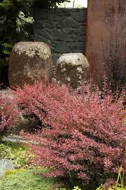 Image result for Berberis thunbergii