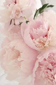 粉色气息 花季 手机桌布b l o o m collection wallpaper flowers photography pink peonies flower aesthetic