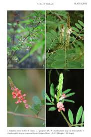 Image result for Indigofera hendecaphylla