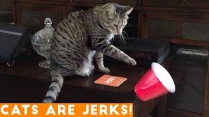 Click here to play the animation. Cats Are Jerks Try Not To Laugh Hilarious Grumpy Cats Compilation April 2018 Funny Pets Videos Youtube