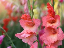 Fiori gialli piccoli simili ai narcisi : Il Significato Dei Gladioli Scopriamolo Insieme Articoli Da Lafiorista It
