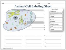 Check spelling or type a new query. Animal Cell Labeling Functions Science Worksheet By Techcheck Lessons