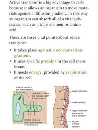 Active Transport In Root Hair Cells The Small Intestine Amino Acids Anatomy Cell