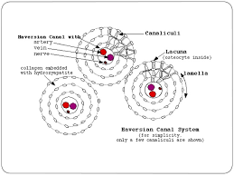13 photos of the compact bone diagram labeled. Development Structure And Organization Of Bone
