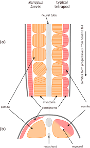 Somites are bilaterally paired blocks of. Comparison Of Somitogenesis In Vertebrates