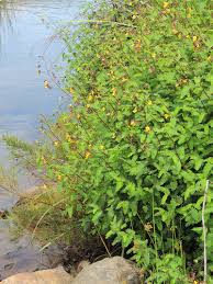 Image result for Smithia erubescens