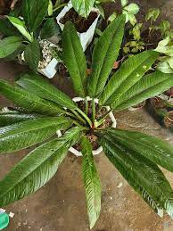 Historically, plants were treated as one of two kingdoms including all living things that were. Philodendron Linette Lush Ae Plantita Flower Garden Facebook