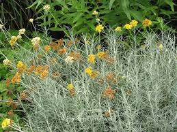 Image result for Helichrysum keilii